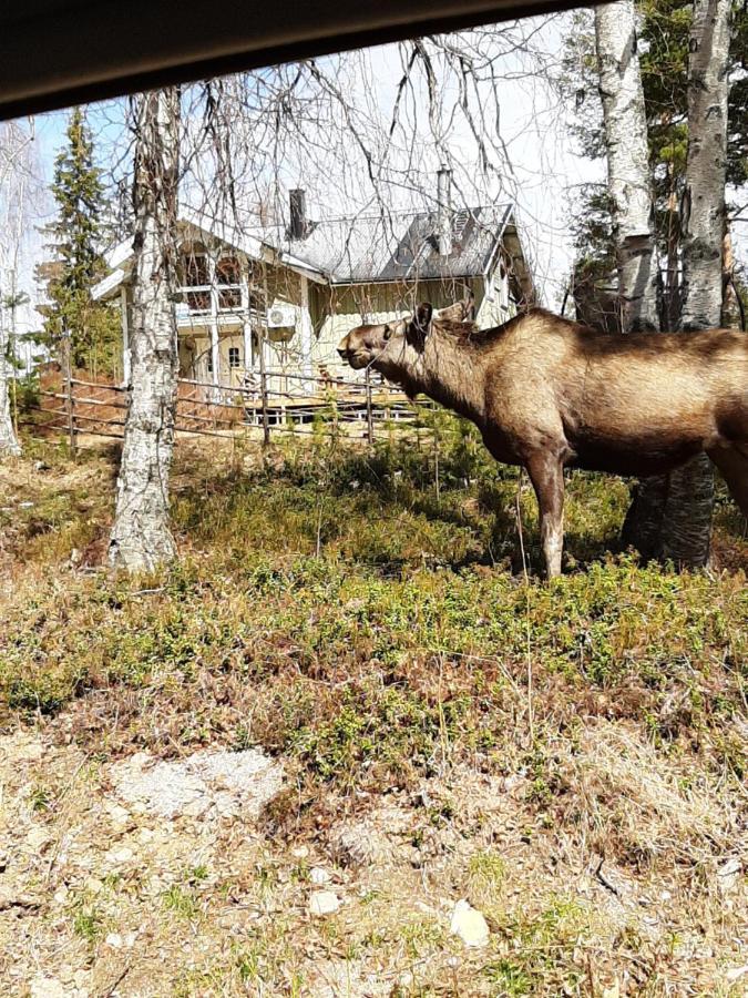 Skabram Bed & Breakfast Jokkmokk Exterior foto